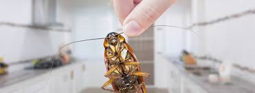 We have a team of professionally trained, certified and licensed technicians that has satisfied a long list of customers who were looking for the best pest control solutions in their area. Pest Control Service In Sharjah Uae Allied Pest Control