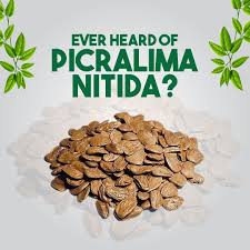 Image result for Picralima nitida