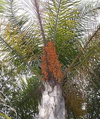 Image result for Syagrus romanzoffiana