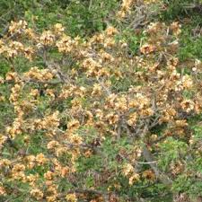 Image result for Erythrina afra