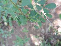 Image result for Grona ramosissima