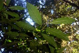 Image result for Lasianthus kilimandscharicus