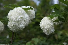 The island is 2.3 kilometres in circumference at the high tide line with a fringing coral reef 4 kilometres long. Pompom Viburnum The Tree Shop