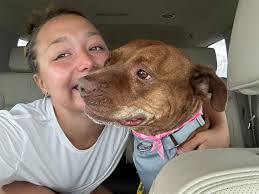 Adoptable chocolate lab darla needs quiet foster home