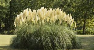 Ornamental grasses provide structure and height to flowerbeds and landscaping. 26 Different Types Of Ornamental Grass With Pictures And Basic Care Information Garden Mandy