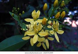 Image result for Tristellateia