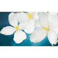 We did not find results for: Clematis Montana Grandiflora Windlestone Nursery Garden Centre In Ferryhill Durham