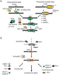 Contribute to deepmipt/ner development by creating an account on github. Transcription Coupled Nucleotide Excision Repair In Mammalian Cells Molecular Mechanisms And Biological Effects Cell Research