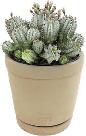 Image result for Euphorbia lividiflora