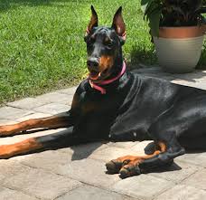 Check spelling or type a new query. Akc Registered Doberman Breeder Central Florida Area