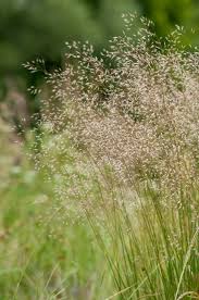 Image result for Avenella flexuosa