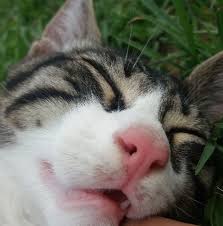 uyuyan guzel kedi uyuyan guzel sakalar