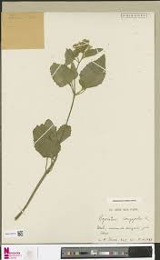 Image result for Lipocarpha atra