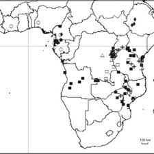 Image result for Emilia caespitosa