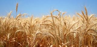 The painting is famous for featuring in a sympathetic way what were then the lowest ranks of rural society; Farmer S Diary It S Harvest Time Kialla Pure Foods