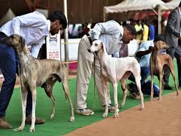 A Dog S Day Out Coimbatore News Times Of India An extremely handsome and graceful dog, the rajapalayam has a gait similar to the trotting of a thoroughbred horse. a dog s day out coimbatore news