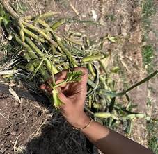 Image result for Cissus petiolata