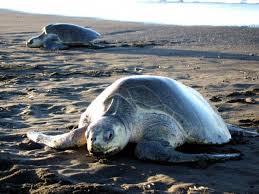Conservation Threats For The World S Smallest Sea Turtle Olive Ridley Turtle By Joelle Dufour Iucn Photo Library Sea Turtle Marine Turtle Turtle