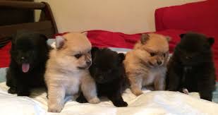 Cute Black And Brown Pomeranian Puppy 4 Weeks Old Pomeranian Puppies Cream Sable Solid Black Black Tuxedo Brown Sable Puppy Pomeranian Puppy Puppies Puppy Feeding Schedule