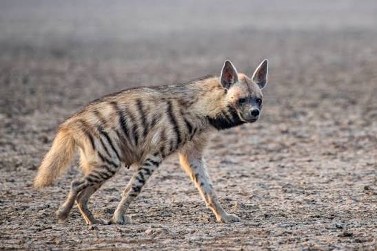 Hyaena hyaena (Linnaeus, 1758) | Species