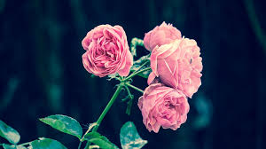 Flowers that symbolize motherly love. What Color Roses For Mothers Day Send Flowers Worldwide