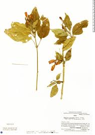 Image result for Ruellia brevifolia