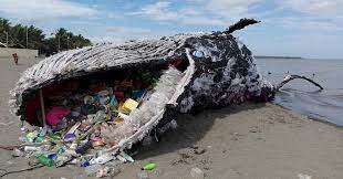 Plastik ist im meer nahezu unvergänglich, nur langsam zersetzt es sich durch salzwasser und sonne und gibt nach und nach kleinere bruchstücke an die umgebung ab. Plastik Und Tiere Archive Plasticontrol