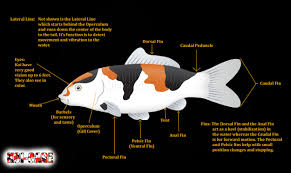 Koi Fish Skeleton Anatomy Diagram Koi Fish External Anatomy Diagram Fish Anatomy Koi Fish Koi