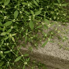 Image result for Alternanthera sessilis