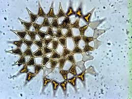 Image result for Monactinocephalus