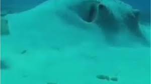 Jun 14, 2021 · ada yang ajak bergambar, mereka juga buat rakaman video bila kami buat pengumuman di ppv, ujarnya berseloroh. Ikan Buntal Bingung Viral Tik Tok Youtube