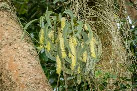 Image result for Diaphananthe fragrantissima