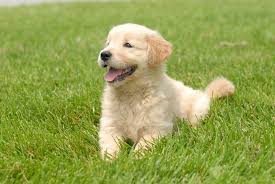 Jump to golden retriever puppies and dogs in illinois cities. Golden Retriever Great Pet Care