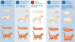 Golden Retriever Growth Chart Pictures Www