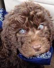 We did not find results for: View Ad Goldendoodle Puppy For Sale Near Arizona Peoria Usa Adn 72780