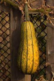 Image result for Cucurbita