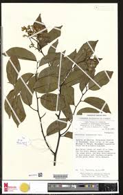 Image result for Securidaca welwitschii