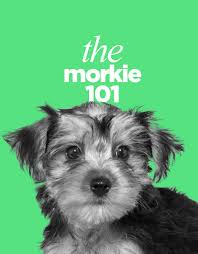 The Morkie Dogs 101 Everything About Morkie Dogs
