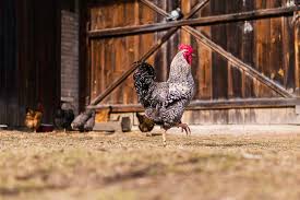 Les Tenebrions Au Poulailler Poules Elevage