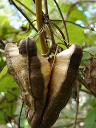 Image result for Aristolochia littoralis
