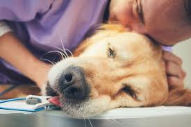 How To Euthanize A Dog At Home Without A Vet Safety Factors You Need To Know The Pet Town