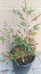 Image result for Ochna oxyphylla