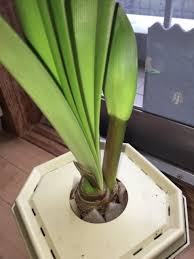 アマリリスが開花直前 育て方など