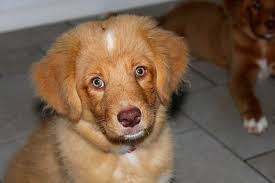 Puppies are such cute creatures and sometimes they gain weight faster or slower than normal. Nova Scotia Duck Tolling Retriever Puppy Toller Portrait Adorable Retriever Dog Cute Sweet Canine Pxfuel