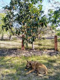 We did not find results for: The Food Garden Group Fruit Why Not Loquats