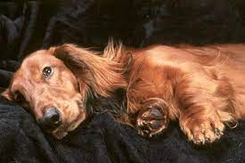 How Long Does A Dog Stay In Heat