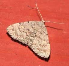 Image result for Dissotis caloneura