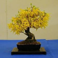 Sementes Bonsai Forsythia Suspensa Arvore P Mudas R 9 90 Bonsai Bonsai Art Sweet Smelling Flowers