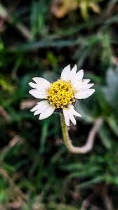 Image result for Tridax