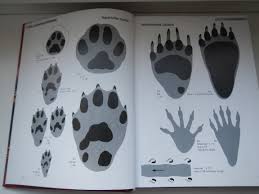 Freie kommerzielle nutzung keine namensnennung top qualität. Tierspuren Buch Uberbick Ueberlebenskunst At